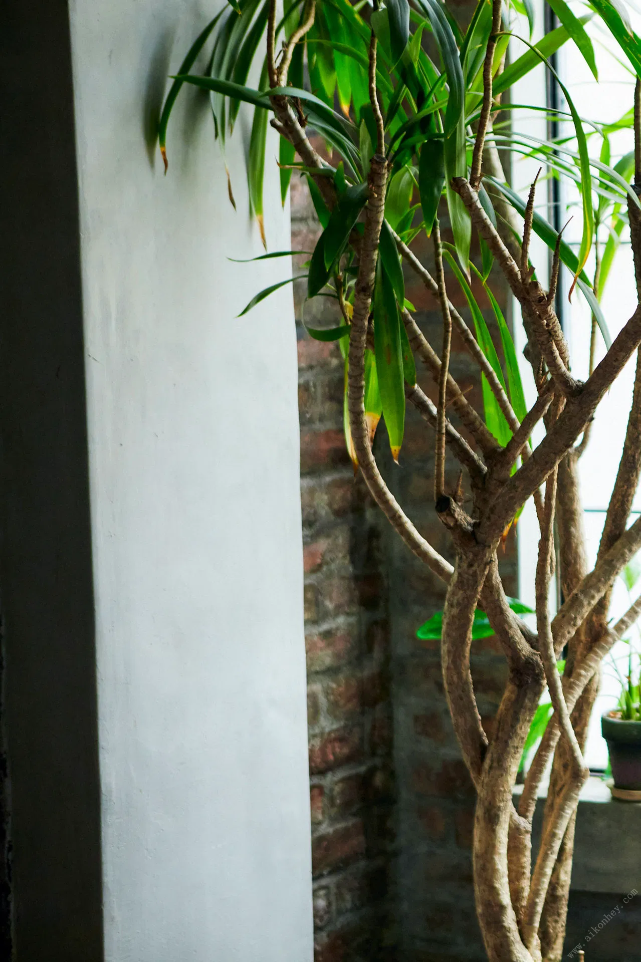 [FRIDAY Digital Photobook] 涼森れむ世界一美しいヘアヌード　Ｐｉｎｋ　ｖｅｒ．